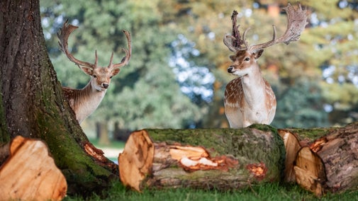 Fallow deer in the parkland, Tatton Park, Cheshire